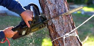 Why Choose Our Tree Removal Services in Nebraska City, NE?