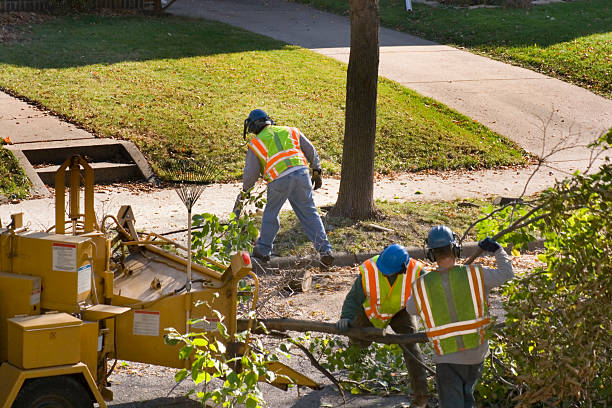 Best Storm Damage Tree Cleanup  in Braska City, NE