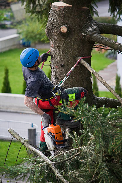 Trusted Nebraska City, NE Tree Services Experts