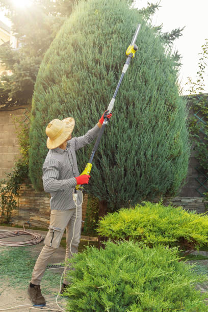 Pest Control for Lawns in Nebraska City, NE